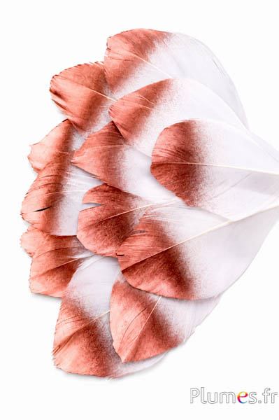 Verenblaadjes - 6-8 x 3-4 cm - wit - brons